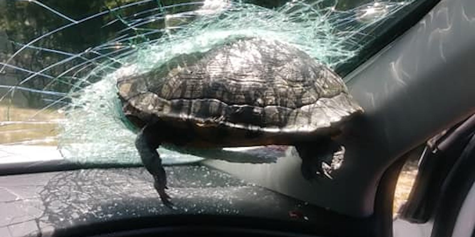 Die Schildkröte überlebte den bizarren Crash leider nicht