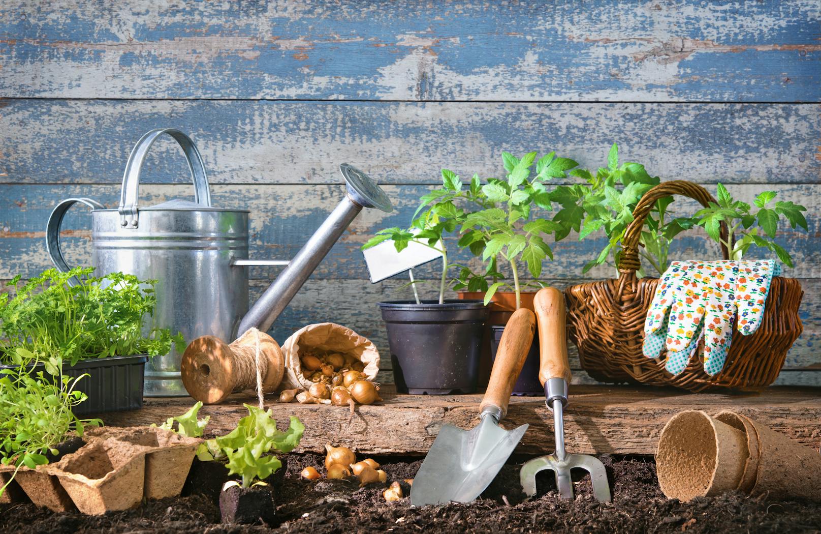 Gartenarbeit macht nicht nur Spaß, sondern hat auch Vorteile für die Gesundheit.