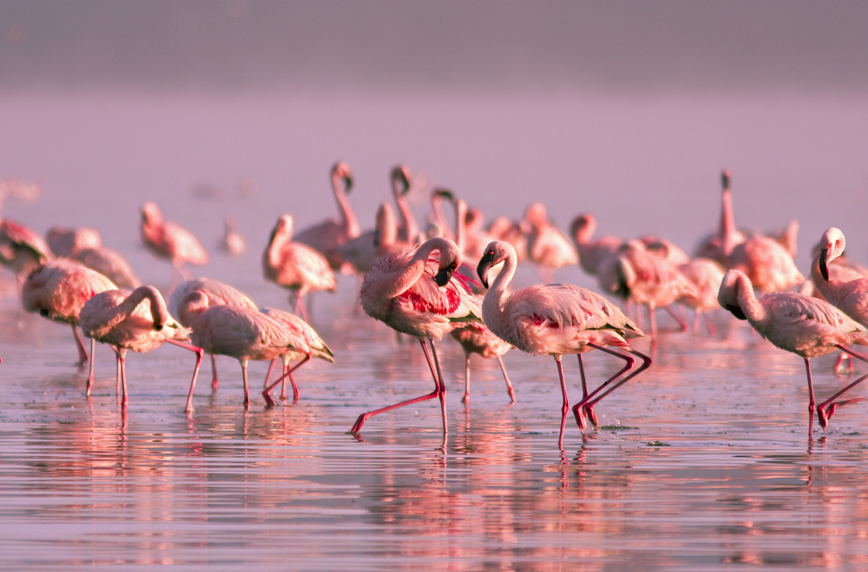 Wer ist der Tanzkönig? 5 verrückte Vogeltänze Wer ist der Tanzkönig? 5 verrückte Vogeltänze