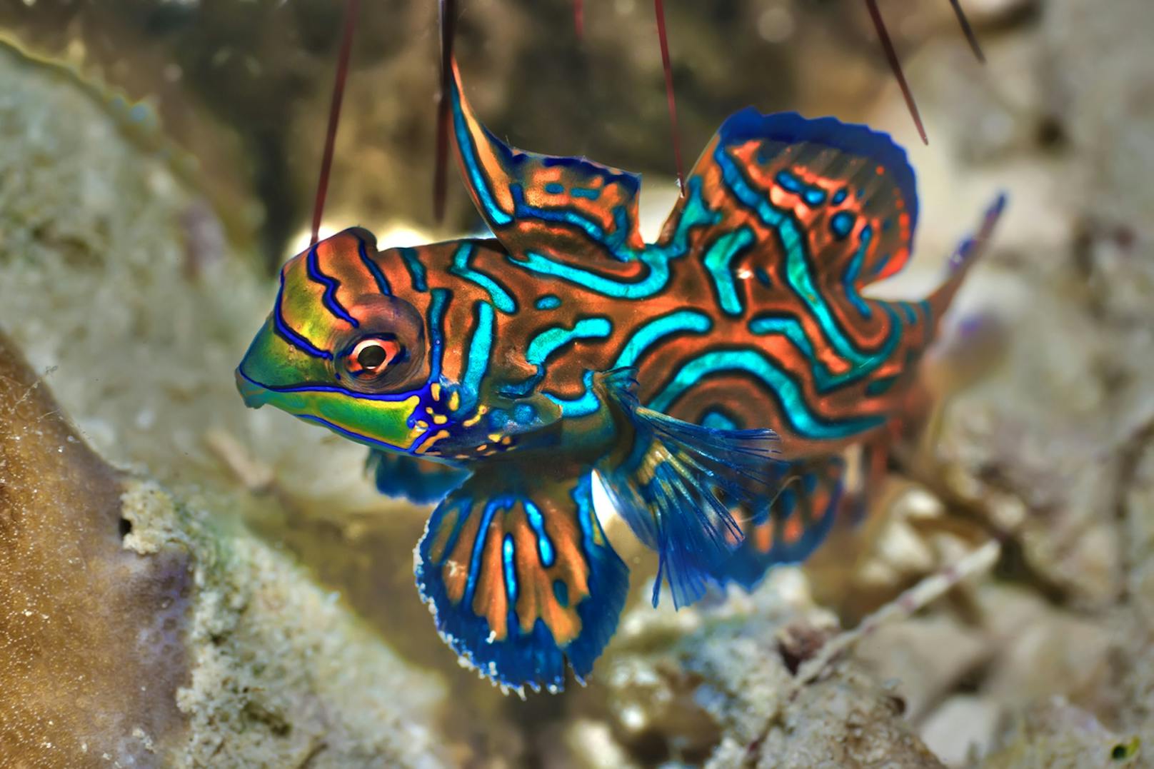 Der <strong>Mandarinfisch</strong> ist rund 6 bis 8 Zentimeter klein und lebt&nbsp;vor allem von den Philippinen bis nach Australien und im westlichen Indopazifik. Der bunte Fisch ist mit seinen Farben oft perfekt an seinen Untergrund angepasst und gut getarnt.