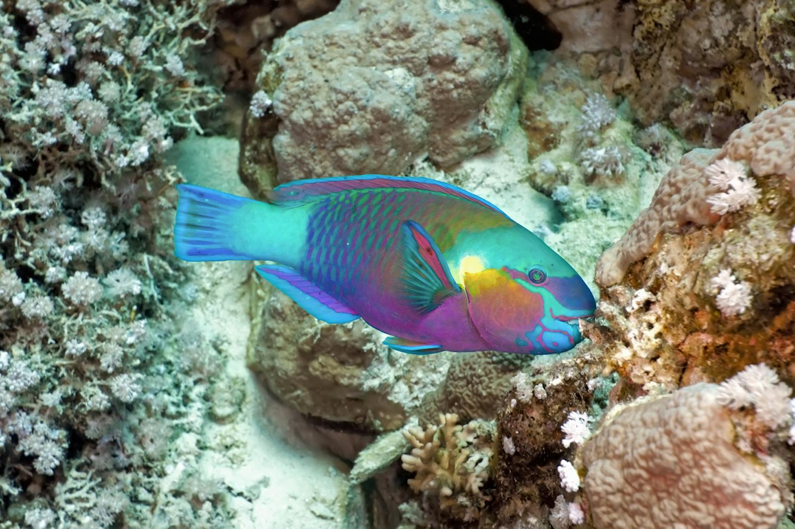 Das ist ein <strong>Papageifisch</strong>, auch Seepapagei genannt. Er gehört zur Familie der Lippfische und ist einer der buntesten Fische der tropischen Meere. Seinen Namen verdankt der Papageifisch nicht seinem buntem Aussehen, sondern seinem schnabelförmigen Mund. 