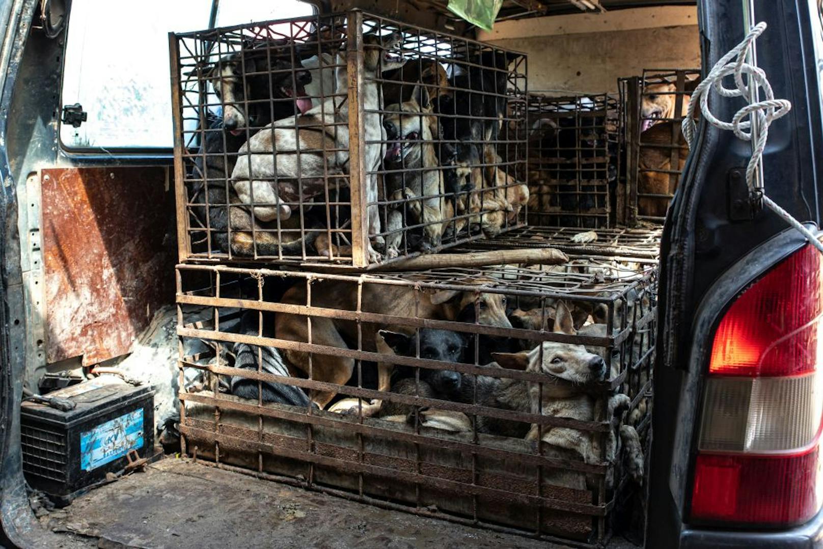 In engen Käfigen zusammengepfercht werden die Hunde zu den Schlachthäusern und Märkten in Südostasien transportiert.