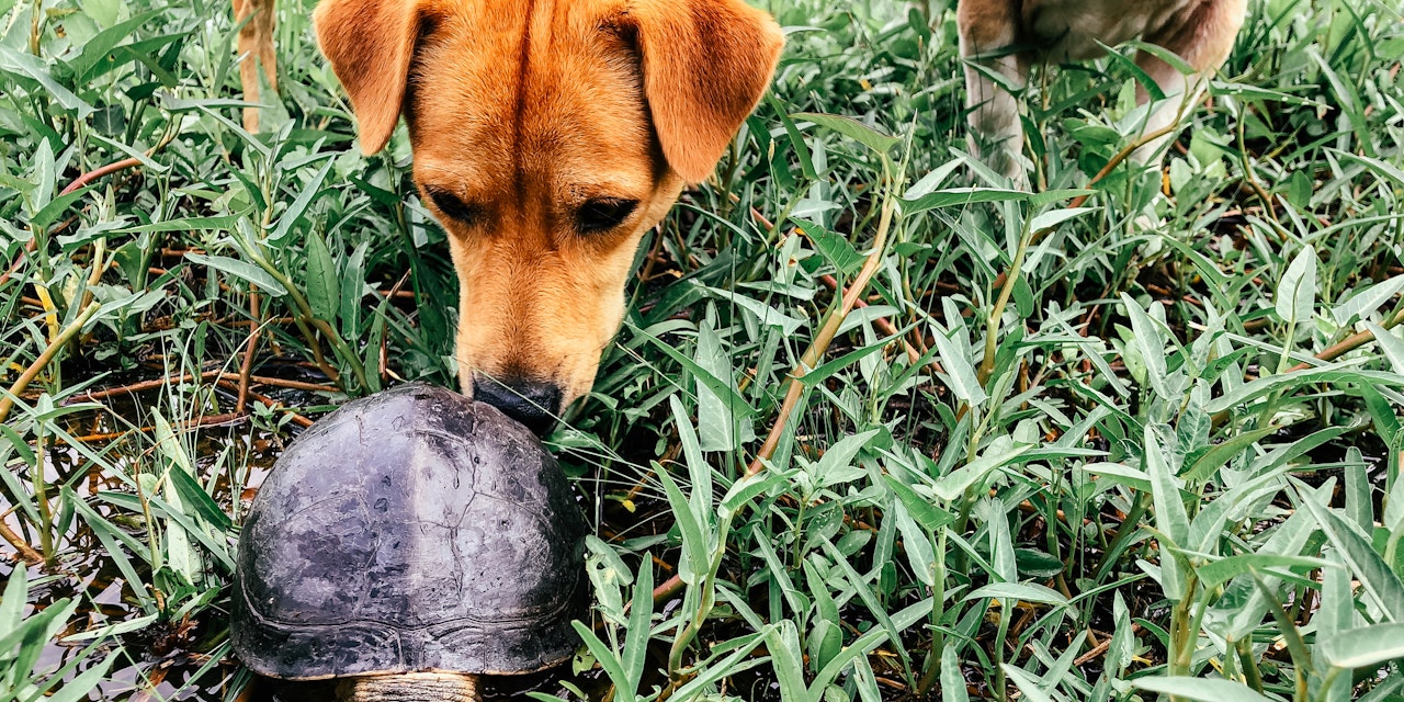 Zwei Hunde mit toter Schildkröte vergiftet Niederösterreich heute.at