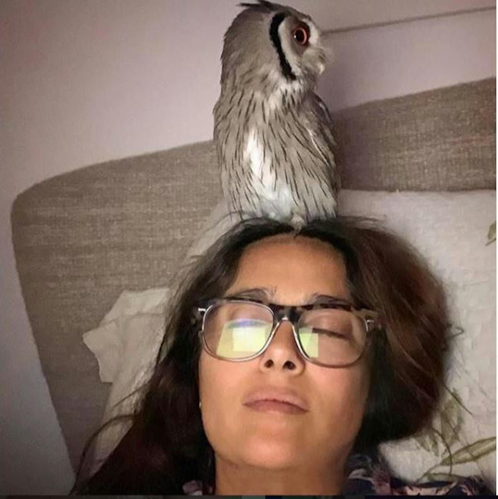 30.5.2020: "Wenn du mit deiner Brille und einer Eule auf dem Kopf, einschläfst", schrieb <strong>Salma Hayek</strong> zu dem Foto. Ob der Vogel ihr neues Haustier ist? 