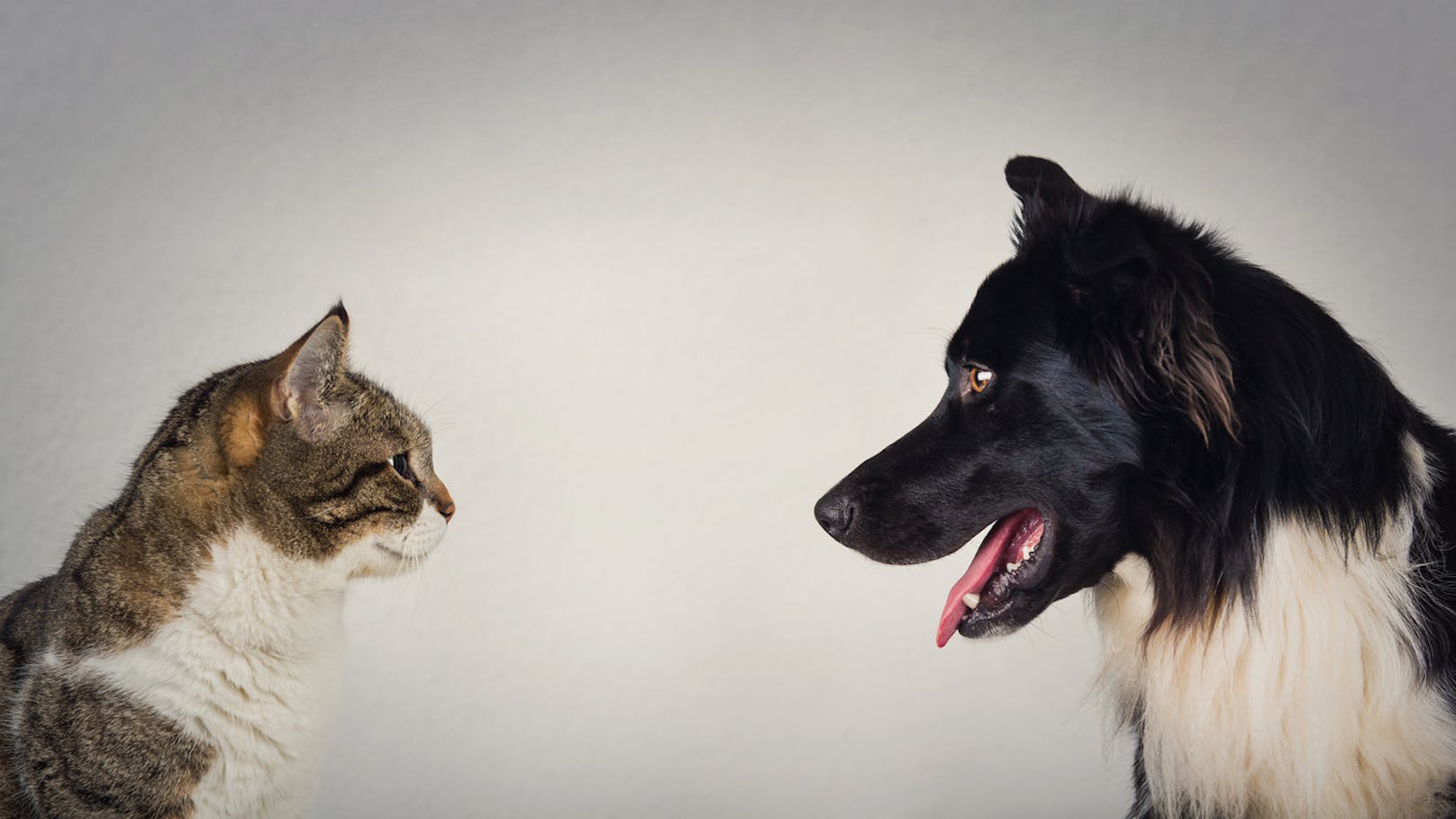 Katze und Hund im Duell - wer ist schlauer?
