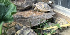 Elf Schildkröten aus Gehege in Rohrendorf gestohlen