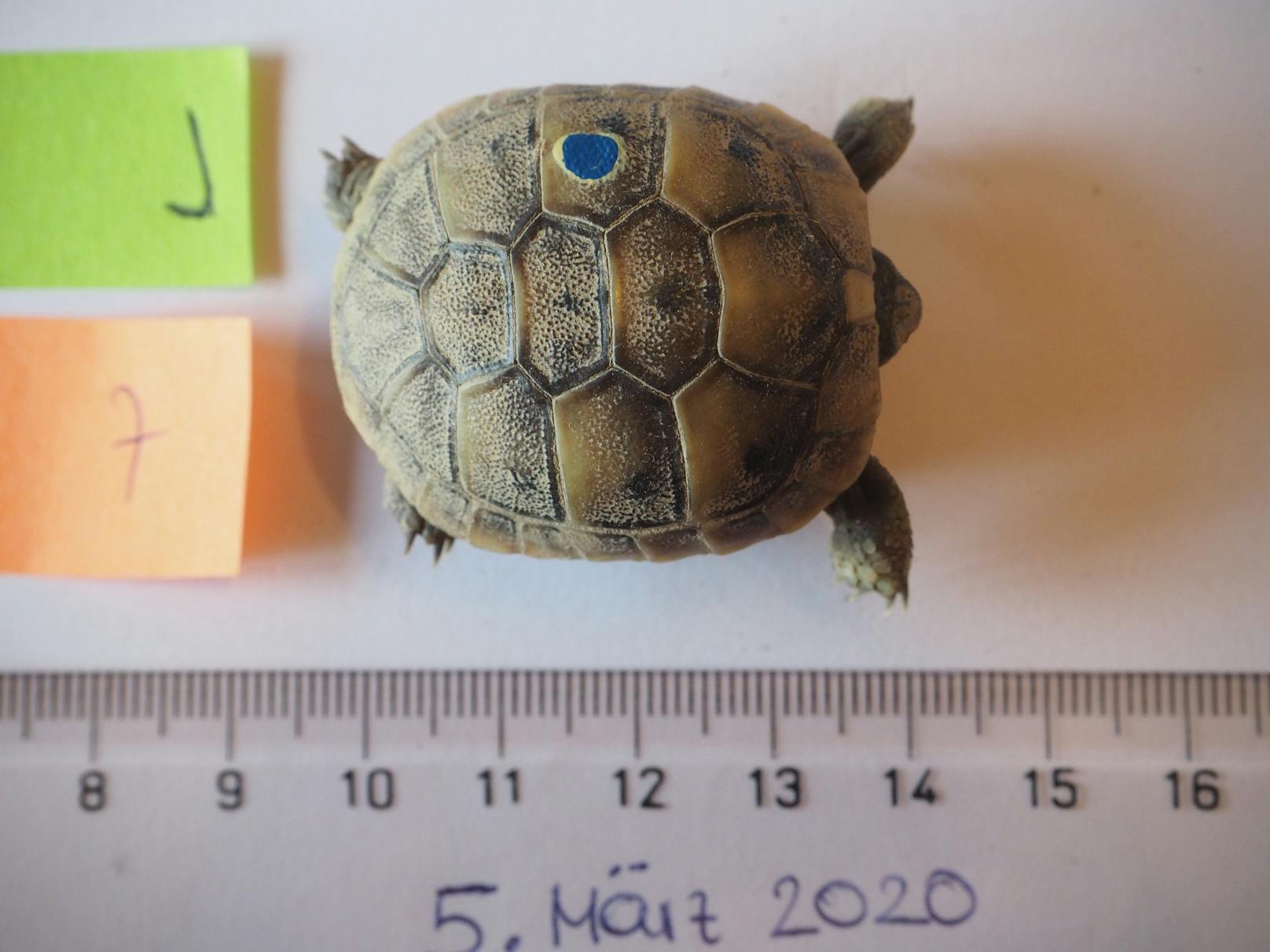 Aufnahme der Schildkröten in Rohrendorf.