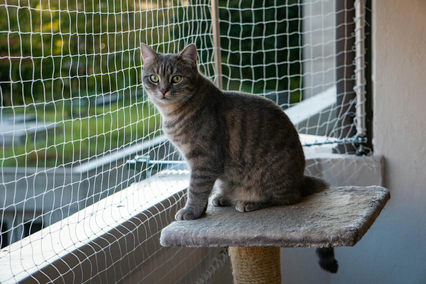 Am Balkon ist ebenfalls auf Stabilität zu achten. Die Maschenweite muss so gewählt werden, dass die Katze ihren Kopf nicht hindurchstecken kann.