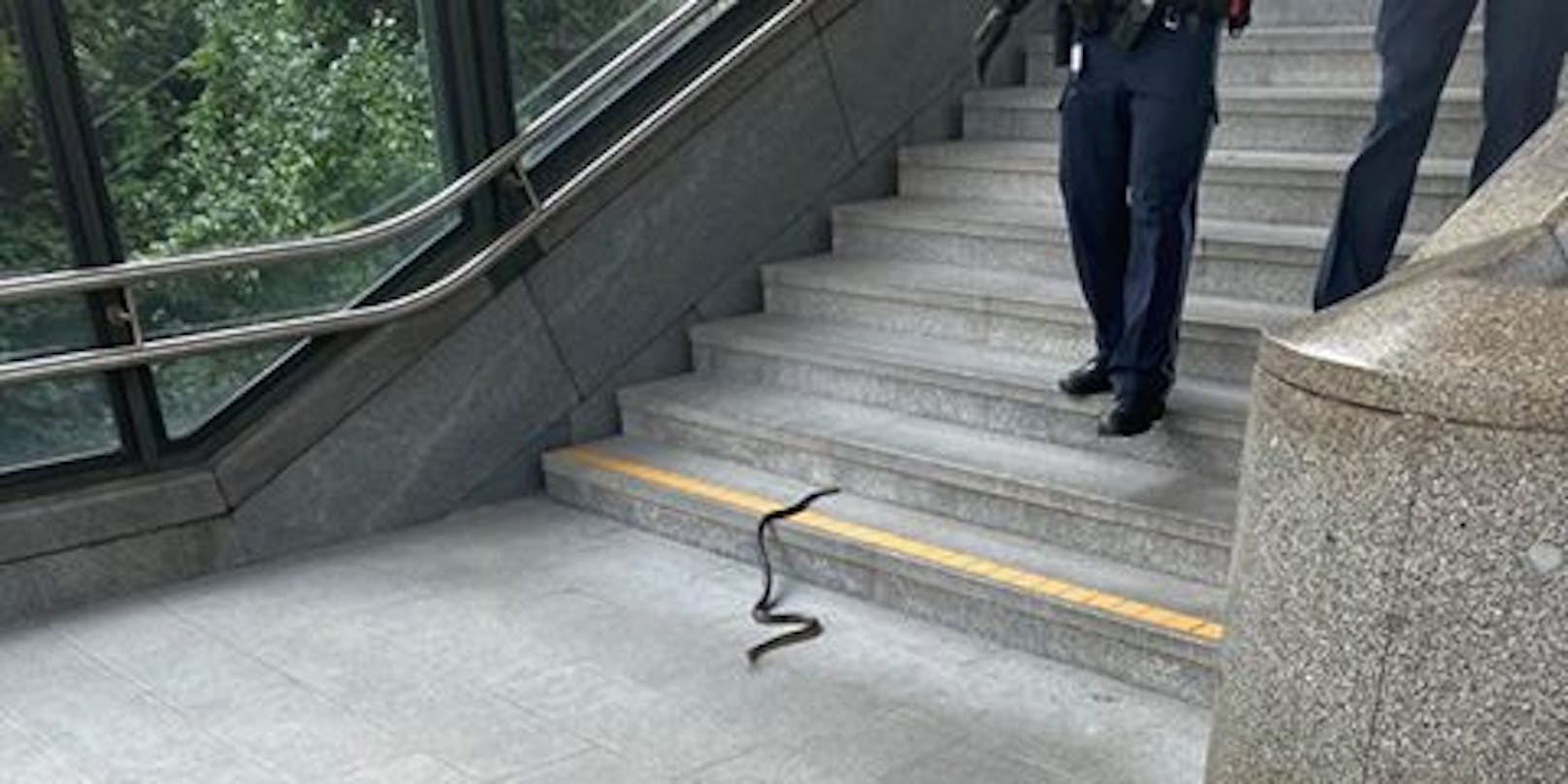 Die Schlange verirrte sich am Weg zur U-Bahn.