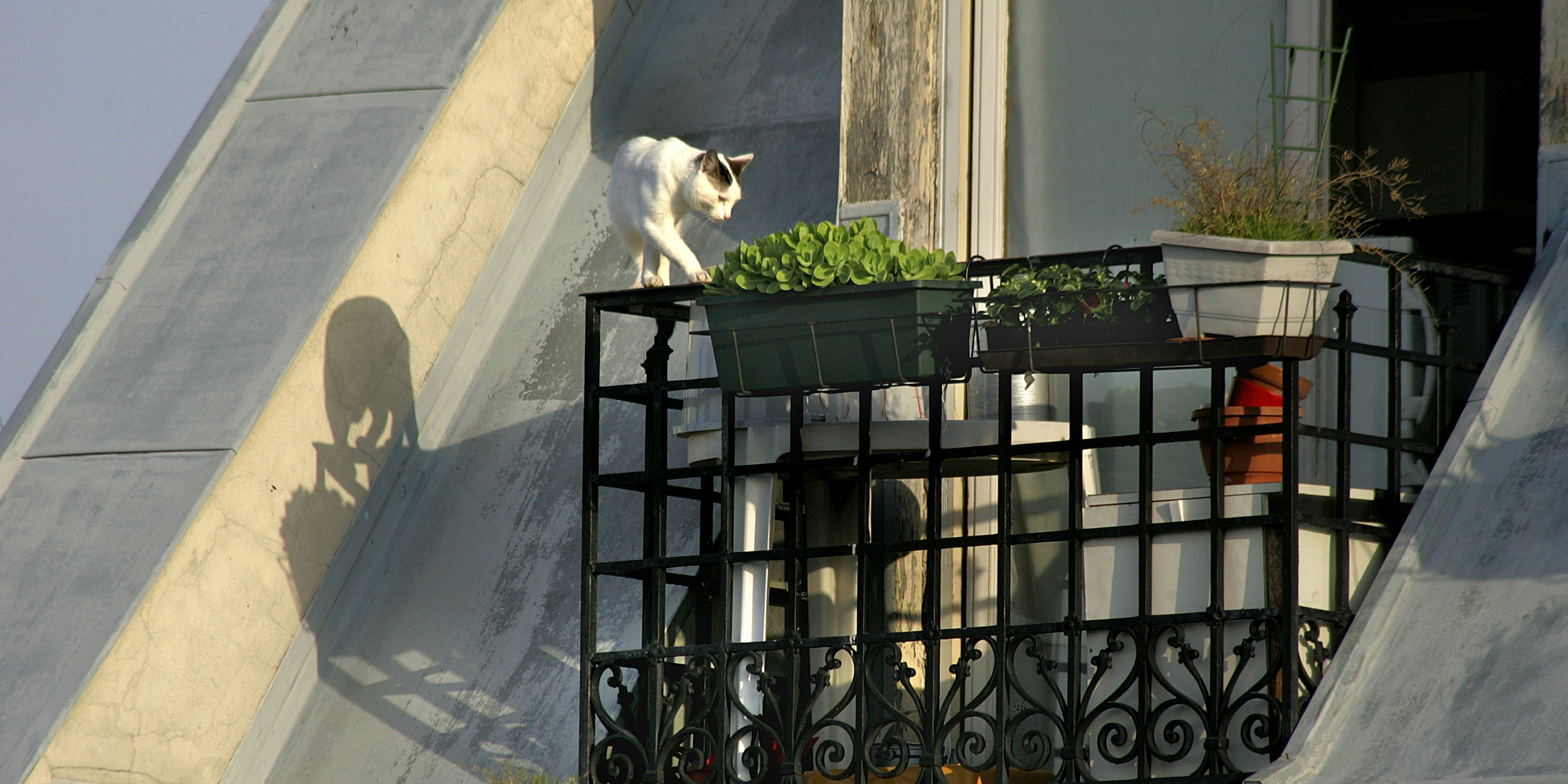 So Machst Du Deinen Balkon Katzensicher Heutetierisch Heute At