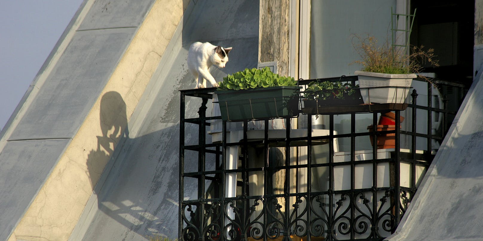 Brandgefährlich und in Wien illegal: Ein ungesicherter Balkon mit Katze.