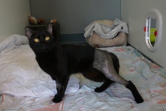 Katze Hildegard ist eine von 15 Katzen, die jährlich in Wien aus dem Fenster stürzen.