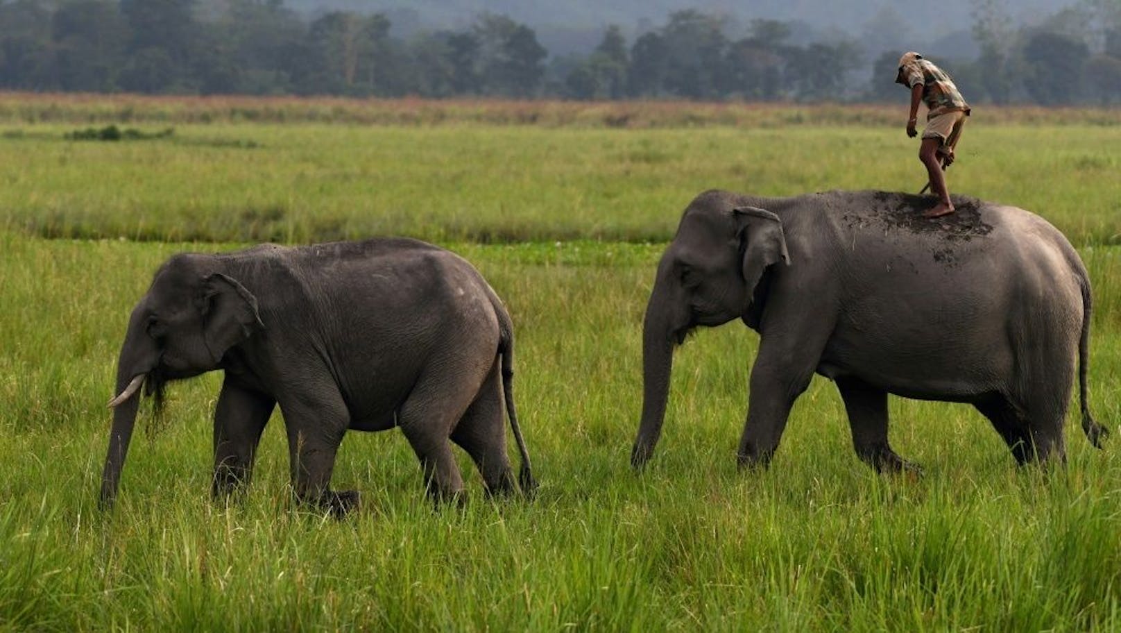 Die beiden Elefantendamen erben rund 2,5 Hektar Land.