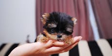 "Teacup" - kränkliche Mini-Hunde als Trend