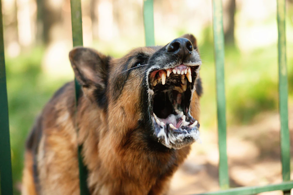 Der erschossene Schäferhund hatte schon im Mai einmal zugebissen.