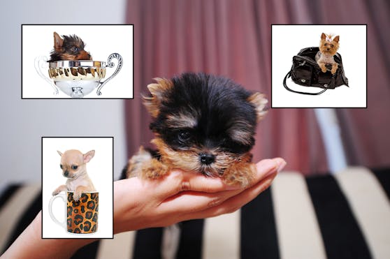 "Teacup"-Hunde - so klein wie ein Teehäferl. Ihren Frauchen dienen sie oft als lebendige Accessoires für mehr Likes und Reichweite.
