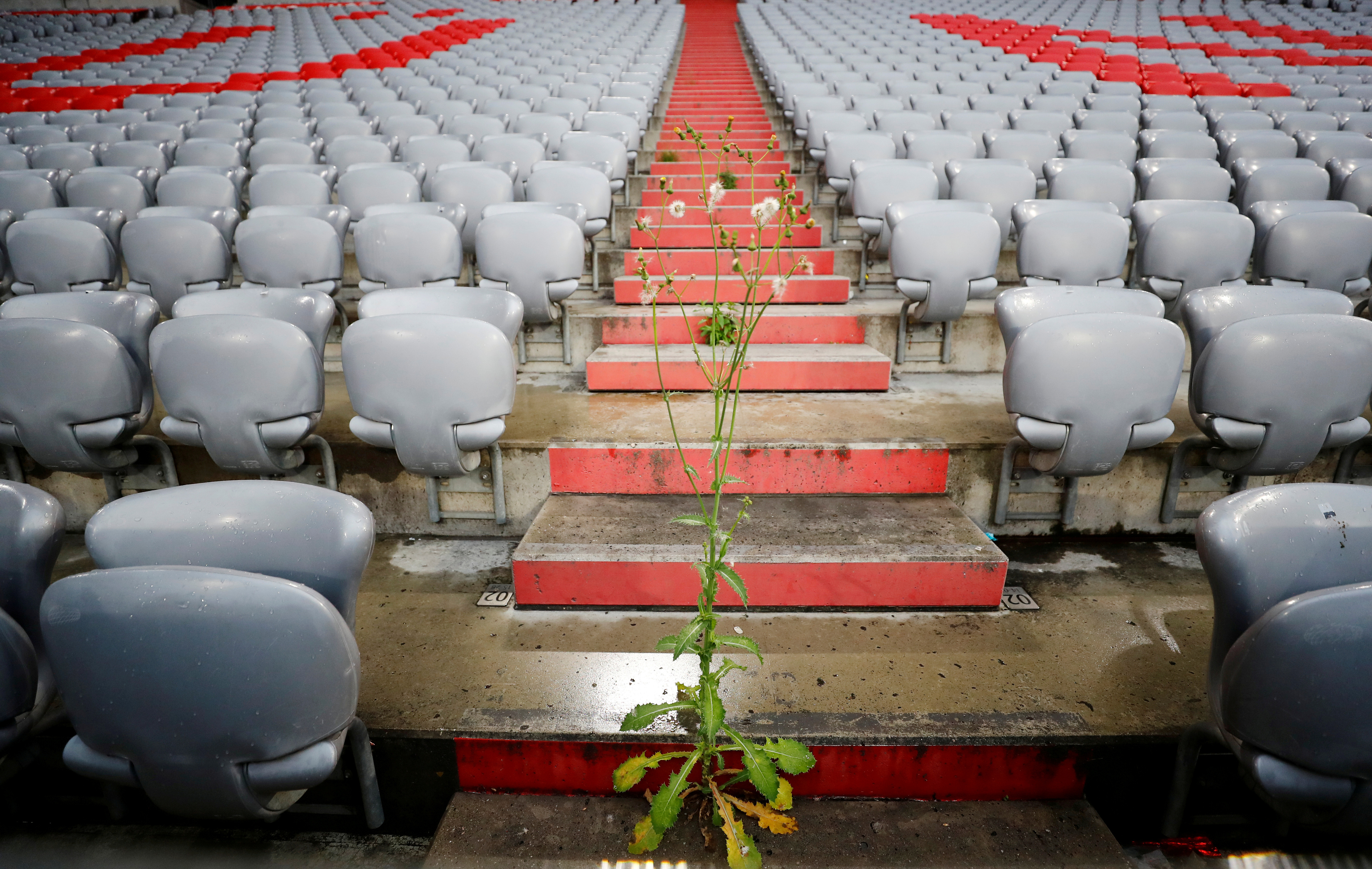 In der Allianz Arena sprießt das Unkraut.