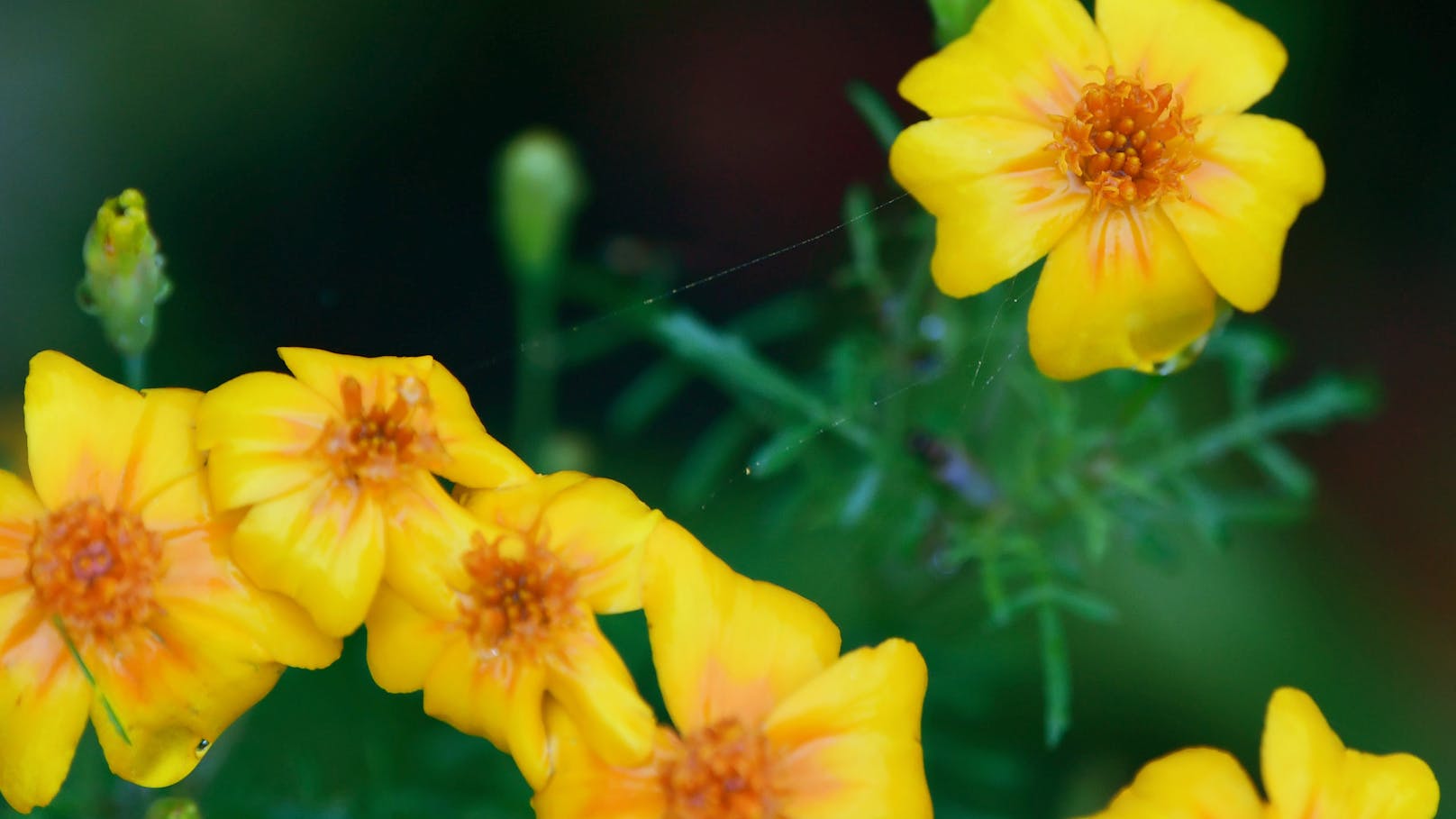 Die Ringelblume kannst Du als Setzling kaufen und sie sollte bereits nach wenigen Wochen kleine Blütenknospen bilden.