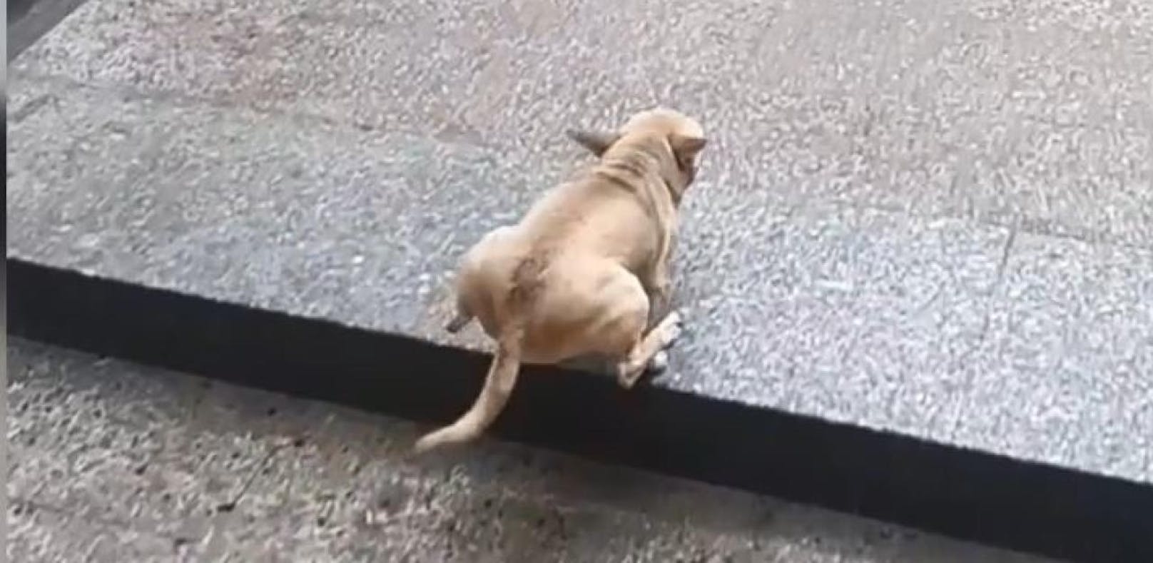 Chihuahua nimmt Stufen wie ein Big Boss