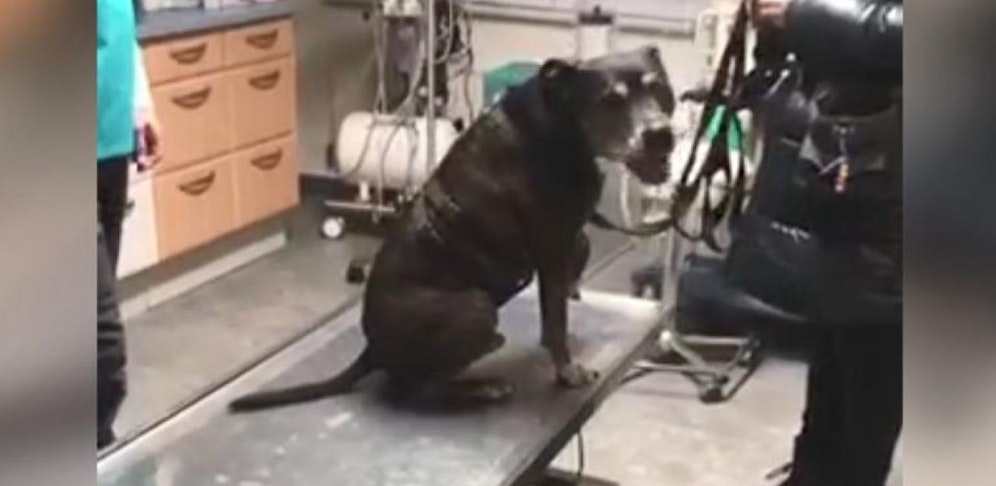 Hund Werner aus Wien geht gern zum Tierarzt.