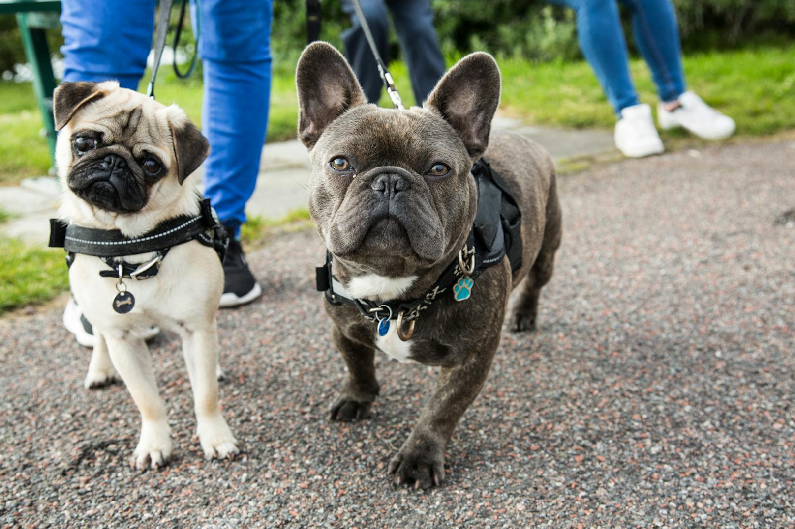 Ein Mops (links) und eine französische Bulldogge (rechts) - zwei Hunderassen, die unter ihrer Züchtung (Optik) leiden.&nbsp;