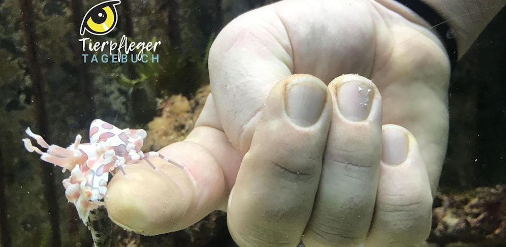 Tierpfleger-Tagebuch aus Schönbrunn - nur hier bei 