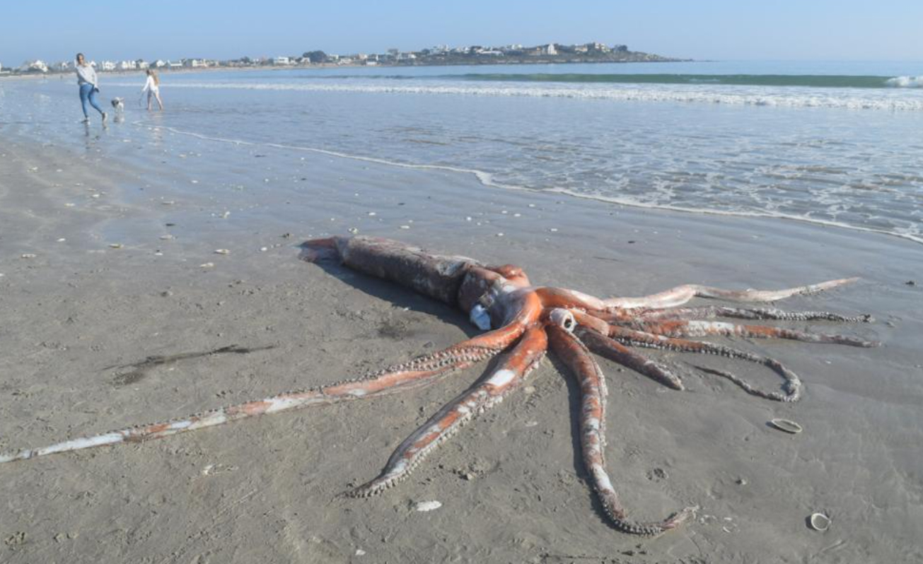 Der Riesenkalmar wurde in Südafrika an den Strand gespült.