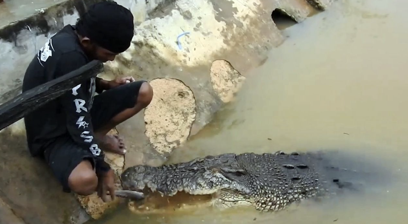 Wildes Krokodil frisst Dorfbewohnern aus der Hand Wildes Krokodil frisst Dorfbewohnern aus der Hand