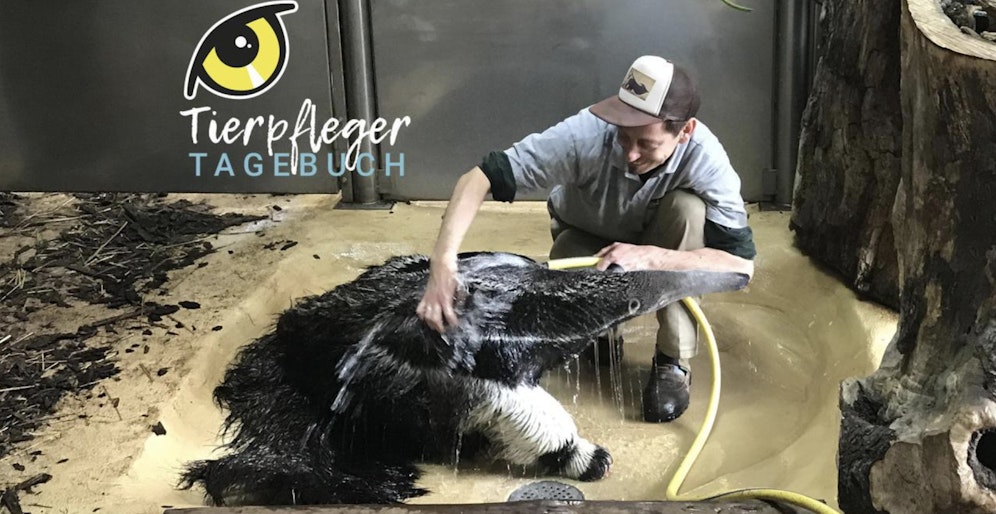 Das Tierpfleger-Tagebuch aus Schönbrunn - Tierpfleger berichten aus ihrem Alltag mit den Tieren. Nur hier bei 