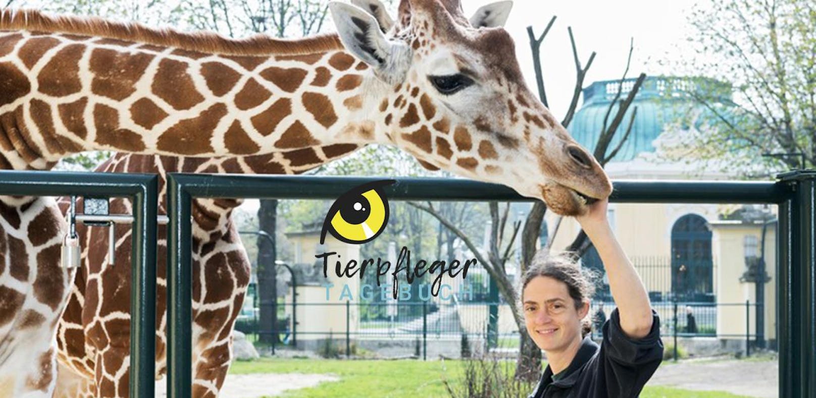 So werden die Giraffen in Schönbrunn gefüttert