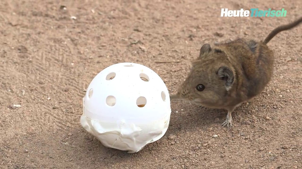 Heute.at - Süßer Rüsselspringer-Nachwuchs im Wüstenhaus