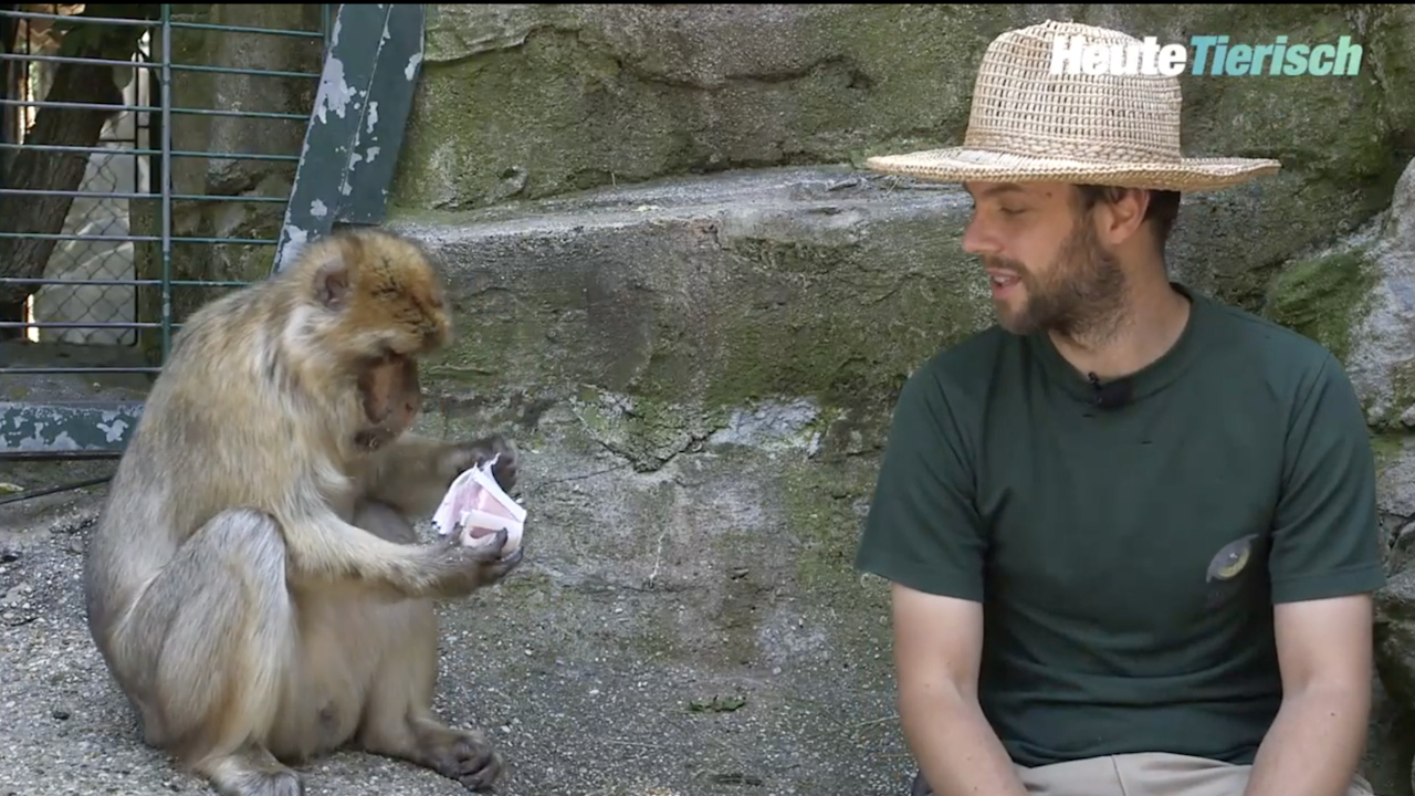 Heute.at - Wer hat das Frozen Joghurt geklaut?