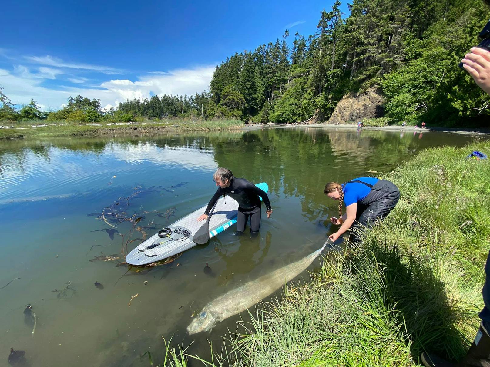 Ein Paddel-Boarder hat im Erholungsgebiet Salt Creek (US-Bundesstaat Washington) den Kadaver einer mysteriösen Kreatur entdeckt.