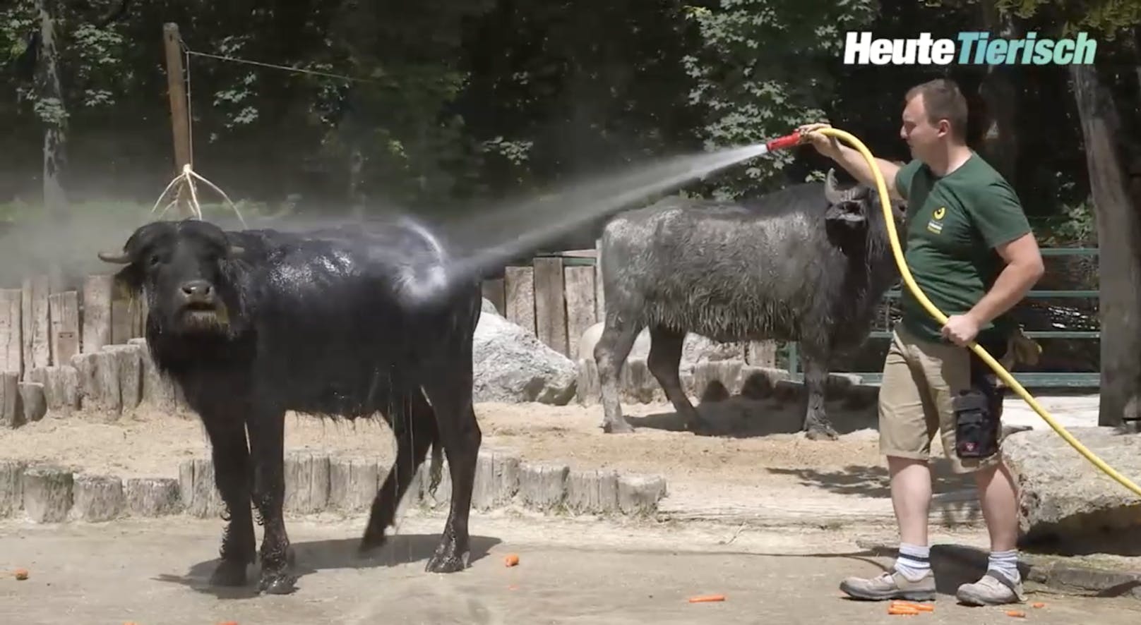 Wellness-Programm für Wasserbüffel im Zoo