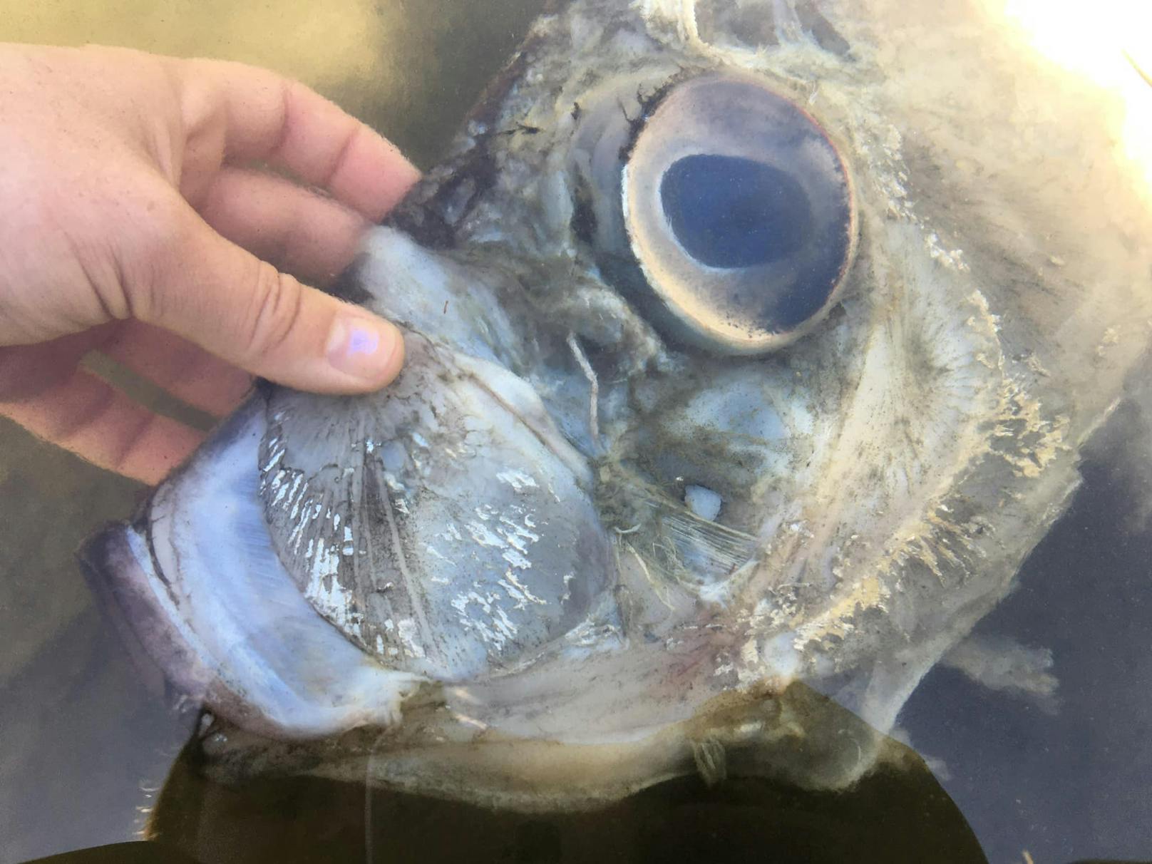 "Das Auge ist so groß wie ein Kaffeehäferl", schreibt Harbor WildWatch auf Facebook.&nbsp;Es handelt sich demnach um einen Vertreter der Gattung <em>Trachipterus altivelis</em>, die auf Englisch "König der Lachse" genannt wird.