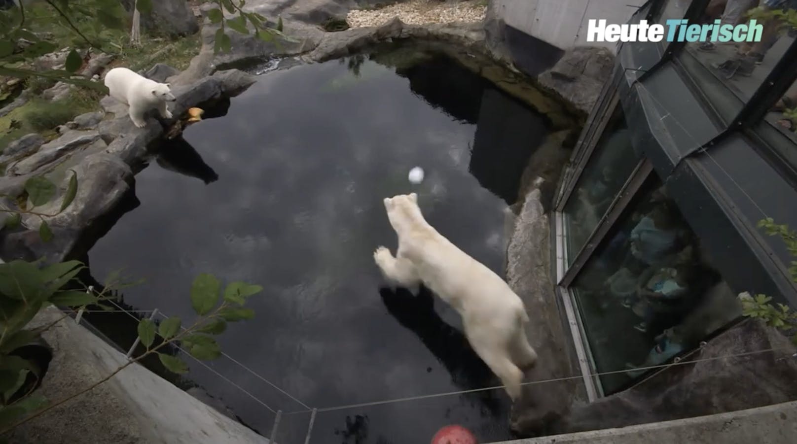 So überstehen Eisbären die Sommerhitze im Zoo