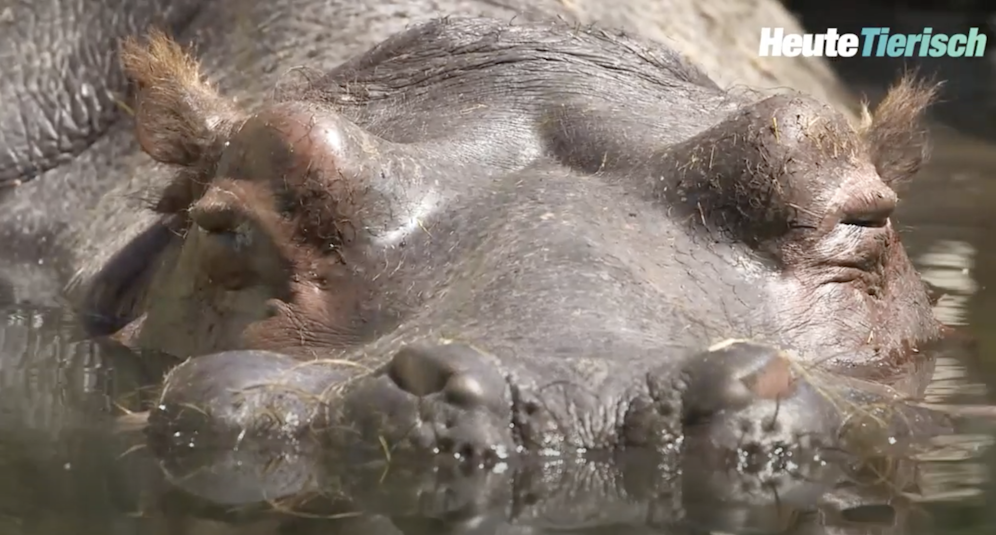 Das Tierpfleger-Tagebuch aus Schönbrunn - nur hier bei 