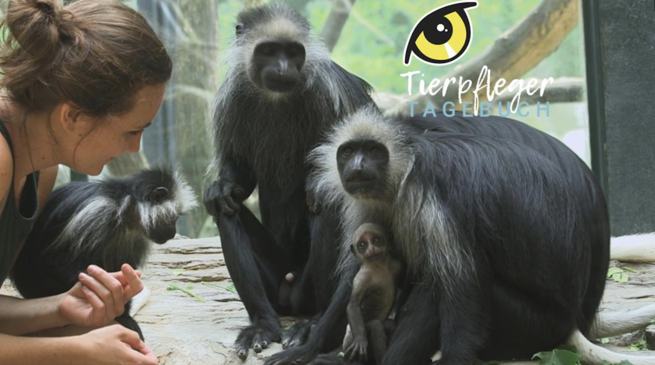 Heute.at - Bärenstummelaffen-Baby Makeni sagt Hallo