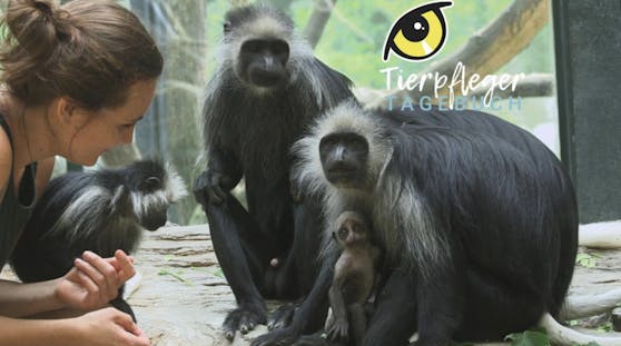 Das "Tierpfleger-Tagebuch" aus Schönbrunn - nur hier bei "HeuteTierisch".