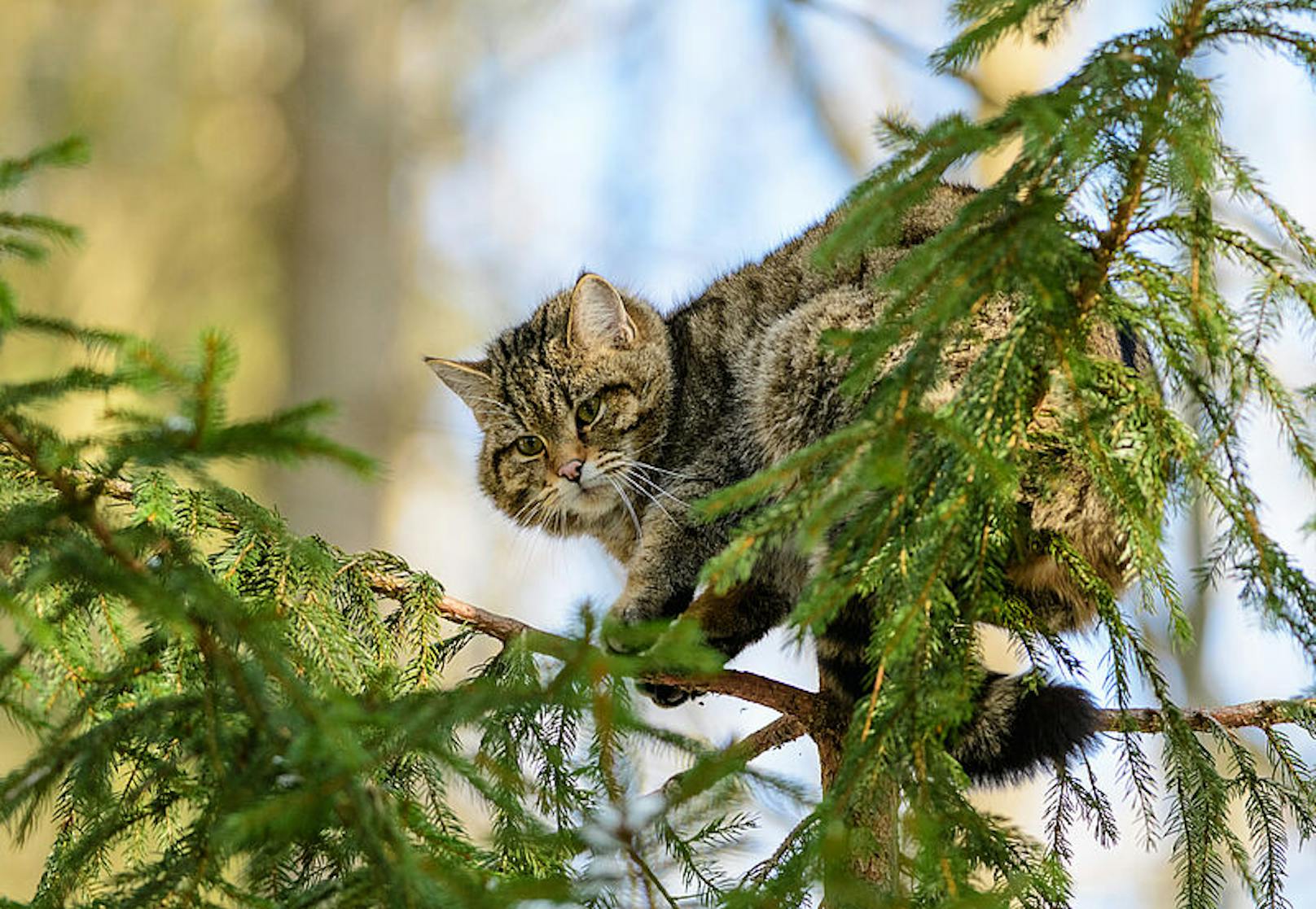 In Niederösterreich und Kärnten konnten so bereits zwei Tiere sicher als <em>Felis silvestris</em> bestätigt werden.