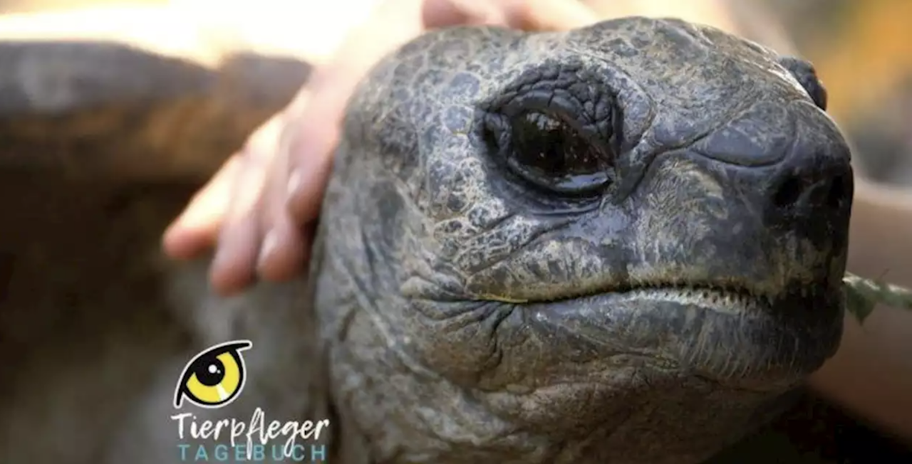 Heute.at - Schurli, der älteste Bewohner im Tiergarten