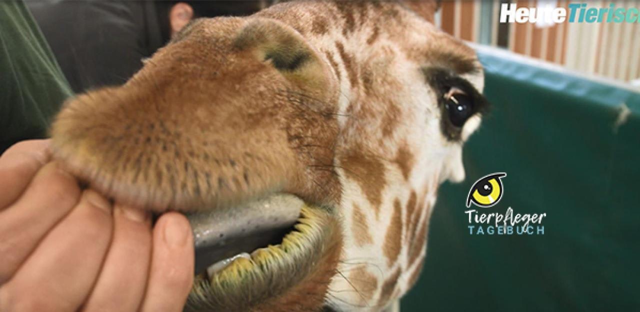 Heute.at - Wie bekommt man eine Giraffe auf die Waage?