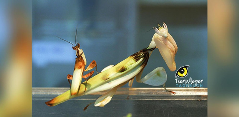 Das Tierpfleger-Tagebuch aus Schönbrunn - nur hier bei 