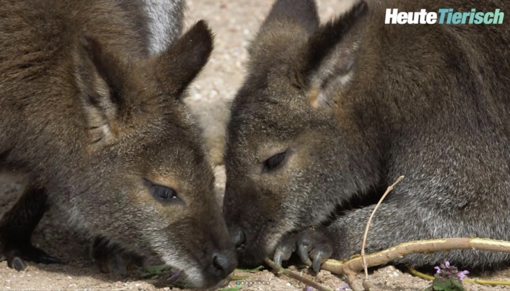 Das Tierpfleger-Tagebuch aus Schönbrunn - nur hier bei 