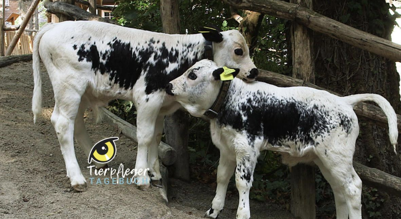 Heute.at - Seltener Zwillingsnachwuchs bei Wiener Kühen