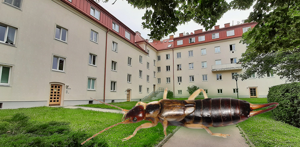 Die Ohrwürmer breiten sich im Hugo-Breitner-Hof aus.