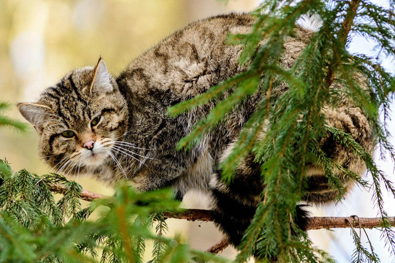 Sie gilt in Österreich noch immer als "ausgestorben oder verschollen": Die Europäische&nbsp;Wildkatze oder auch Waldkatze (<em>Felis silvestris</em>).