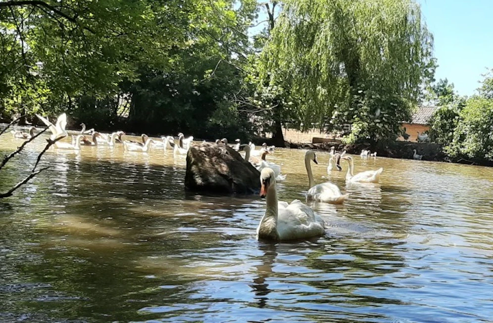 Schwan Hansi wurde böse attackiert - die Pfotenhilfe befreite ihn aus seinem bösen Umfeld.