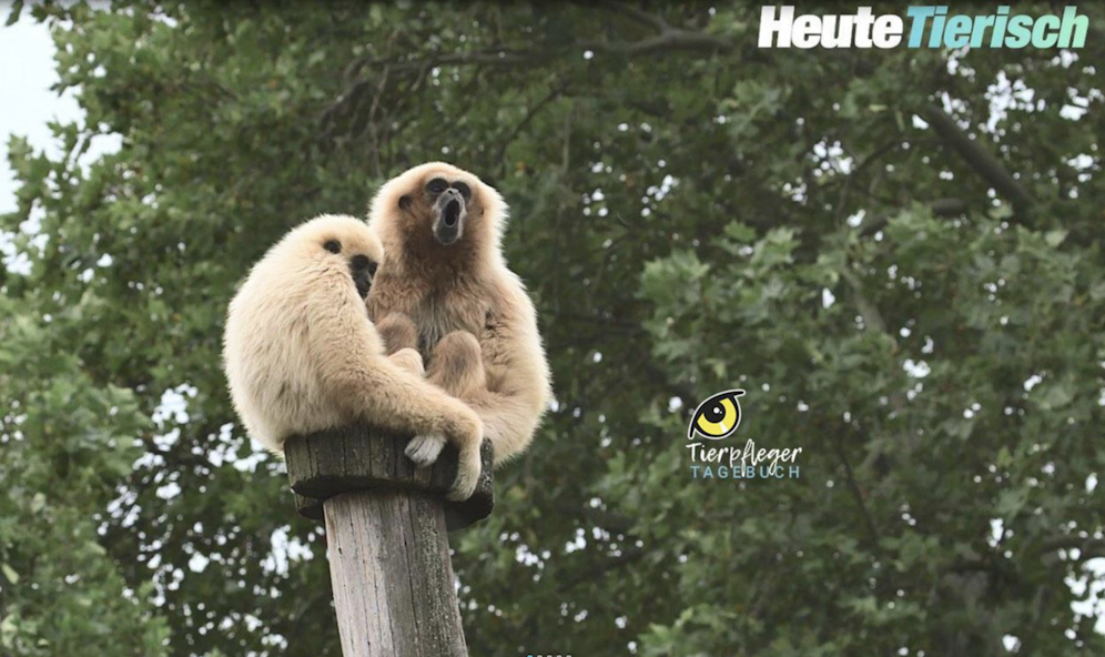 Das Tierpfleger-Tagebuch aus Schönbrunn - nur hier bei 