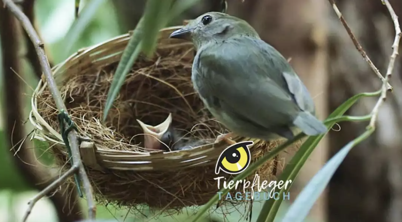 Heute.at - Seltener Nachwuchs bei den Prachtpipras